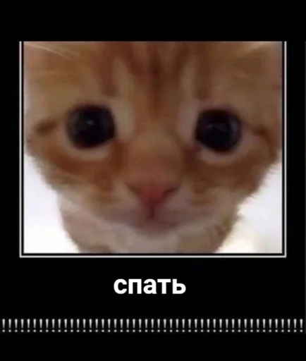 ૮₍ ˶ᵔ ᵕ ᵔ˶ ₎ა  ˗ˏˋ ♡ ˎˊ˗ - 