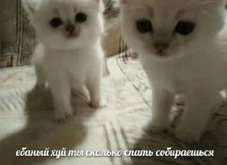 Sticker ૮₍ ˶ᵔ ᵕ ᵔ˶ ₎ა  ˗ˏˋ ♡ ˎˊ˗ - 2