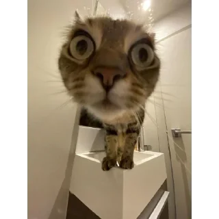 Sticker мемные коты 😂 (@emopix) - 7