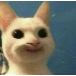 Sticker мемные коты 😂 (@emopix) - 3