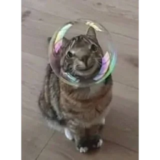 Sticker мемные коты 😂 (@emopix) - 4