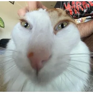 Sticker мемные коты 😂 (@emopix) - 6