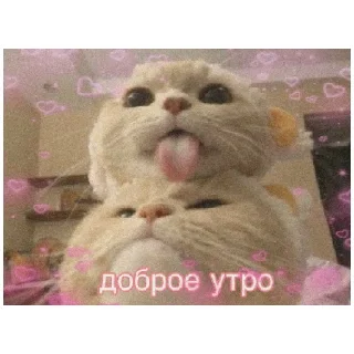 Стикер котики💓 - 2