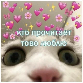 Стикер котики💓 - 6