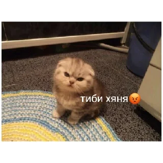 Стикер котики💓 - 0