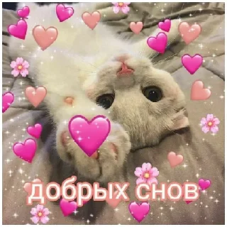 Стикер котики💓 - 1