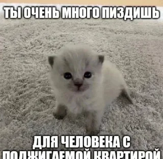 Sticker Больше стикеров → @funny_stickerss - 1