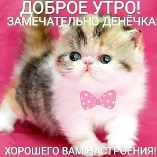 Sticker Больше стикеров → @funny_stickerss - 5