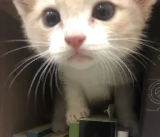 Sticker Больше стикеров → @funny_stickerss - 11