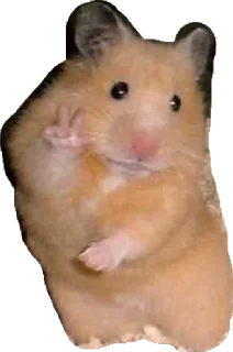 Sticker meme team - 8