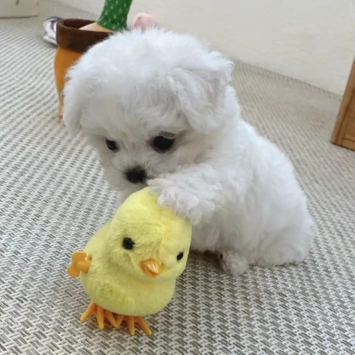 Sticker telexorros2 - 1