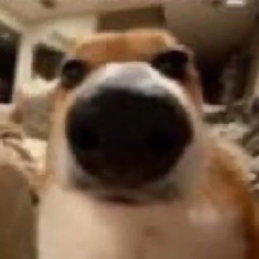 Sticker telexorros2 - 1