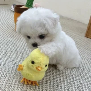 Sticker mais telexorros - 8