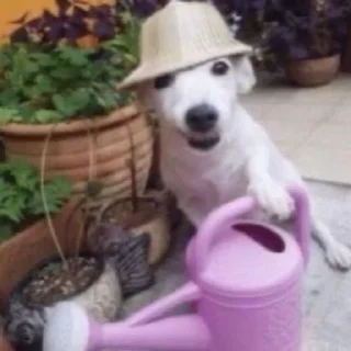 Sticker mais telexorros - 9