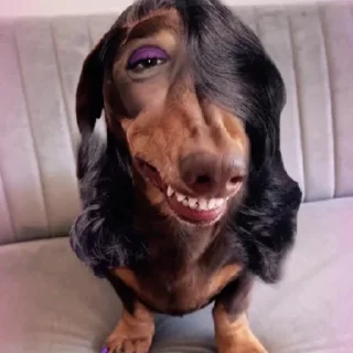 Sticker mais telexorros - 6