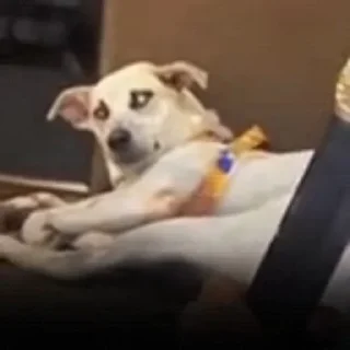 Sticker mais telexorros - 11