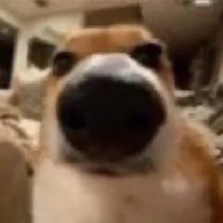 Sticker mais telexorros - 2