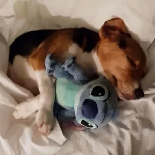 Sticker mais telexorros - 7