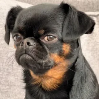 Sticker mais telexorros - 4