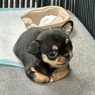 Sticker mais telexorros - 10