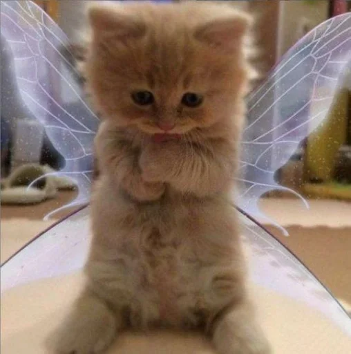 small to medium-sized cats mammal animal