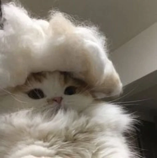 mammal animal domestic cat