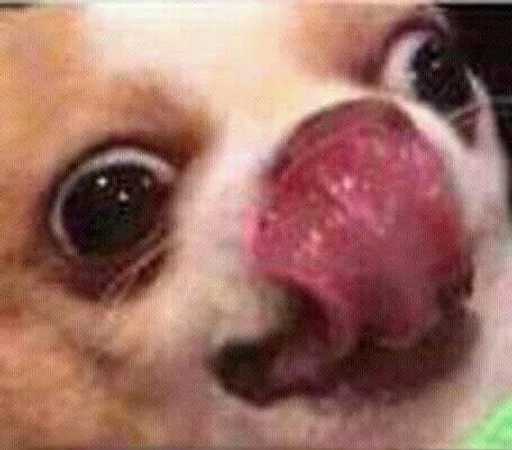 mammal animal chihuahua