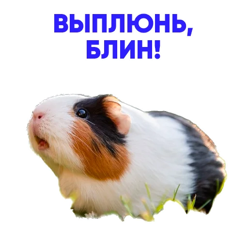 Стикер test23proba - 1