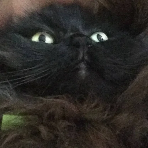 Sticker Чаки кот - 5