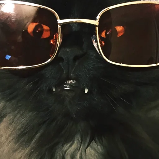 Sticker Чаки кот - 4