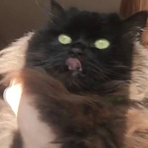 Sticker Чаки кот - 3