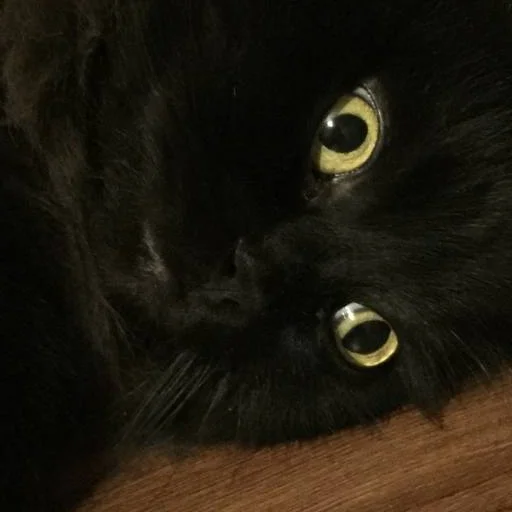 Sticker Чаки кот - 2