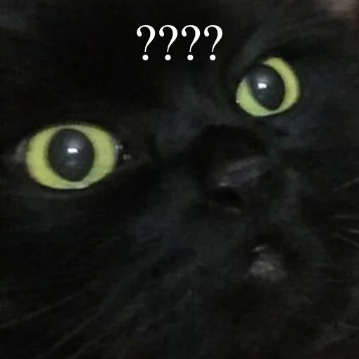 Sticker Чаки кот - 0