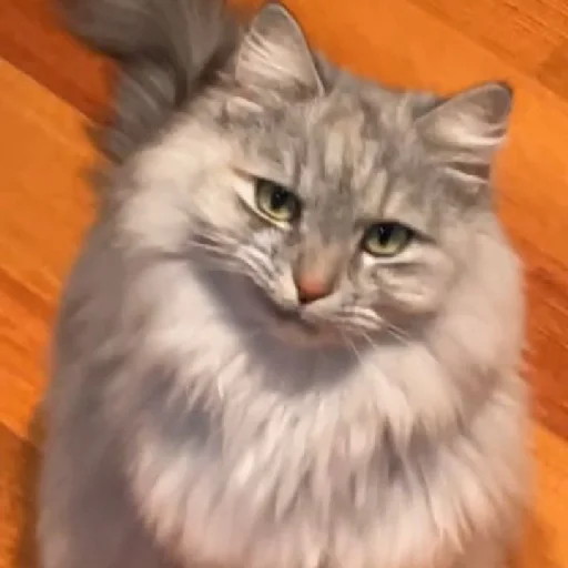 Sticker @teverto - 5