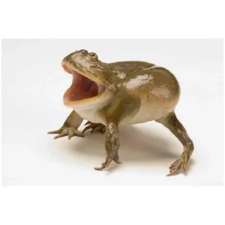 Sticker лягухи (@emopix) - 4