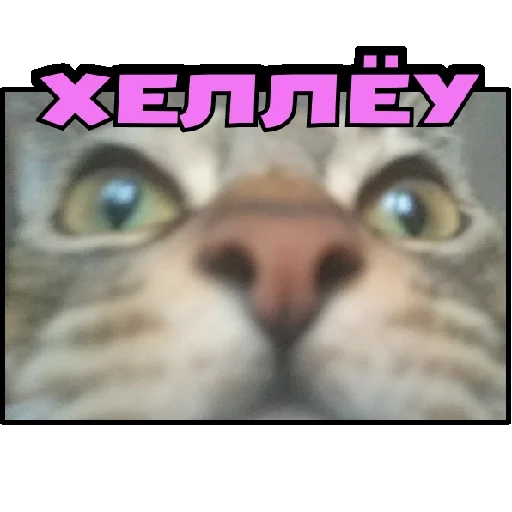 Бухал а-а-а-а-а~ - 