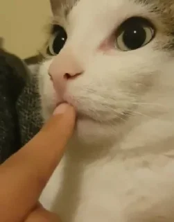 Стикер By @tg_Tim_stikers - 6