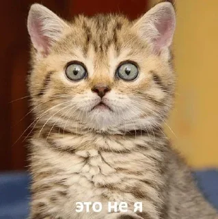 Стикер By @tg_Tim_stikers - 1