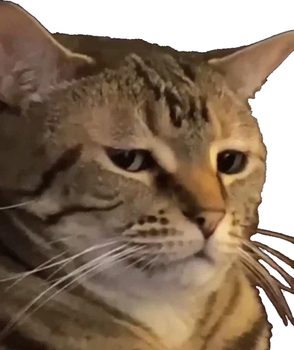 Sticker tha_catz - 1