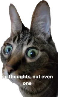 Sticker petz💞 - 7