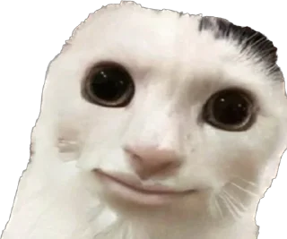 Sticker petz💞 - 11