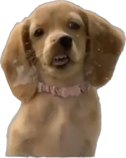 Sticker petz💞 - 5