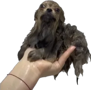 Sticker petz💞 - 9