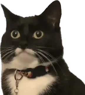 Sticker petz💞 - 0