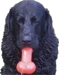 Sticker petz💞 - 8