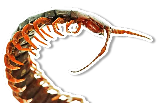 Sticker thailand - 11