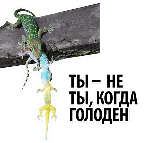 Sticker thailand - 3