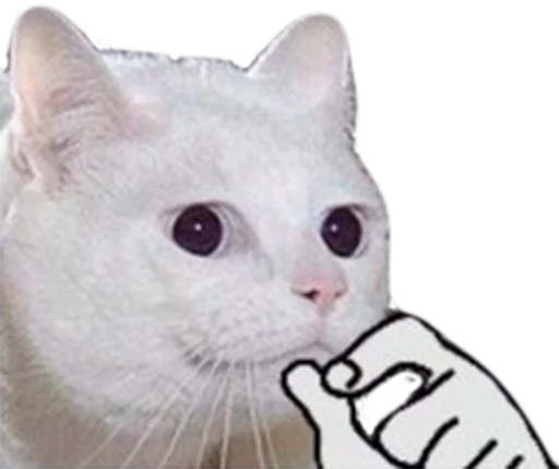 животное кошка млекопитающее