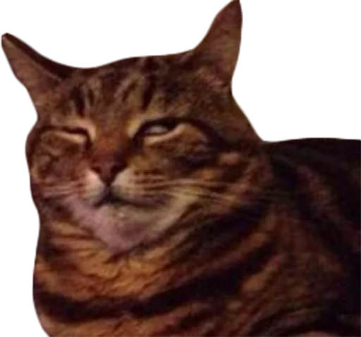 млекопитающее животное кошка