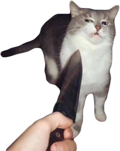 млекопитающее кошки малого и среднего размера домашняя кошка